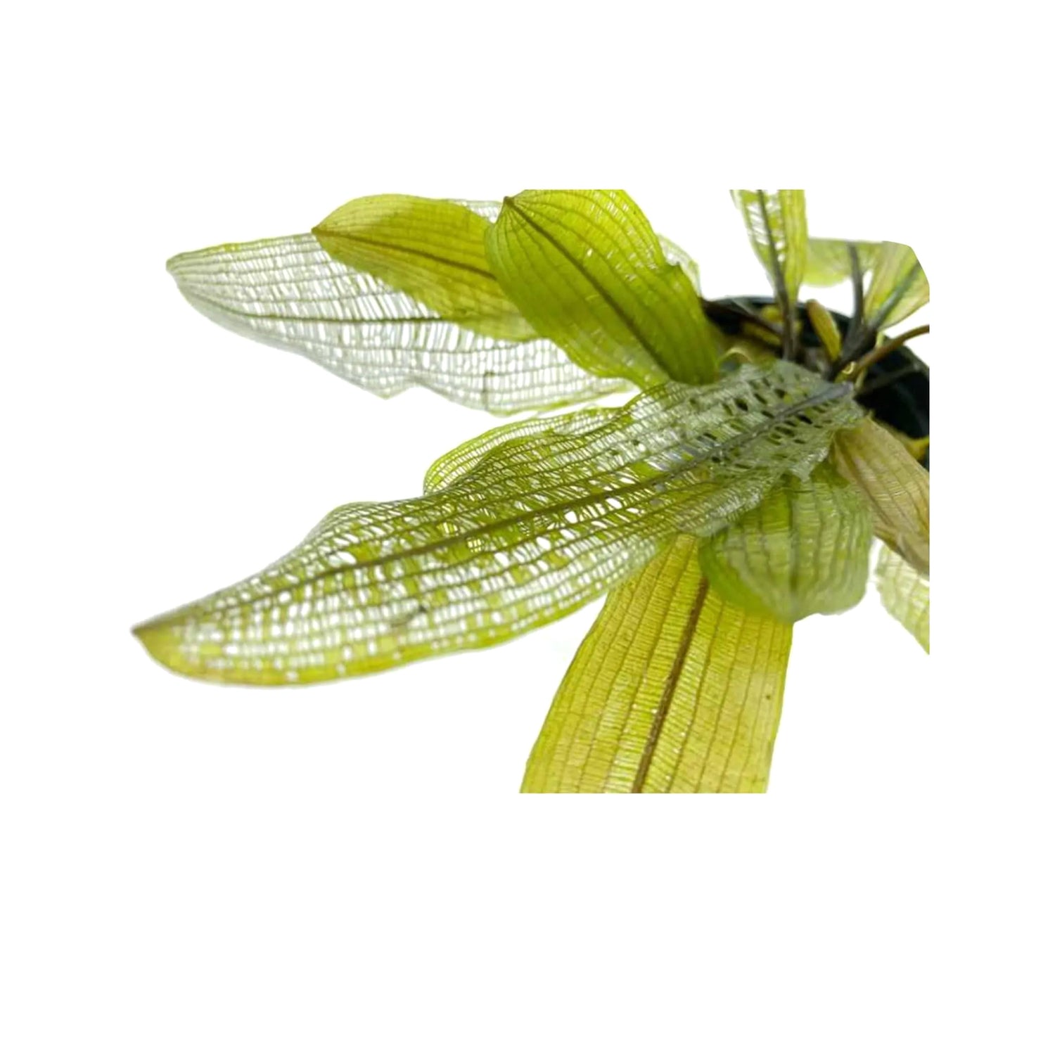 Aponogeton madagascariensis (WITH LEAVES)