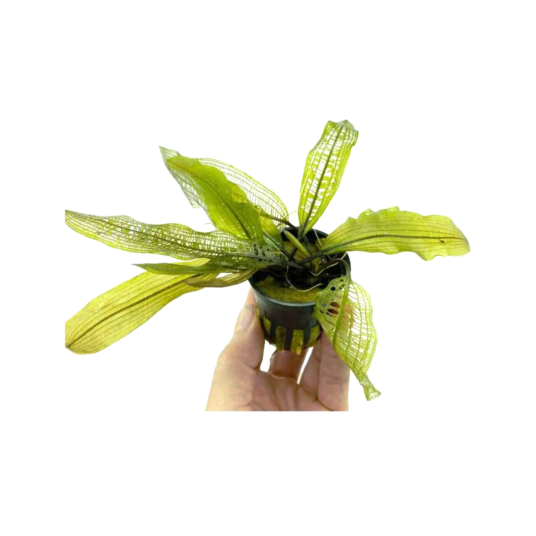 Aponogeton madagascariensis (WITH LEAVES)