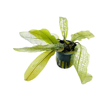 Aponogeton madagascariensis (WITH LEAVES)