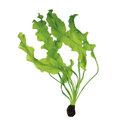 Aponogeton ulvaceus (WITH LEAVES) - Aqua Essentials