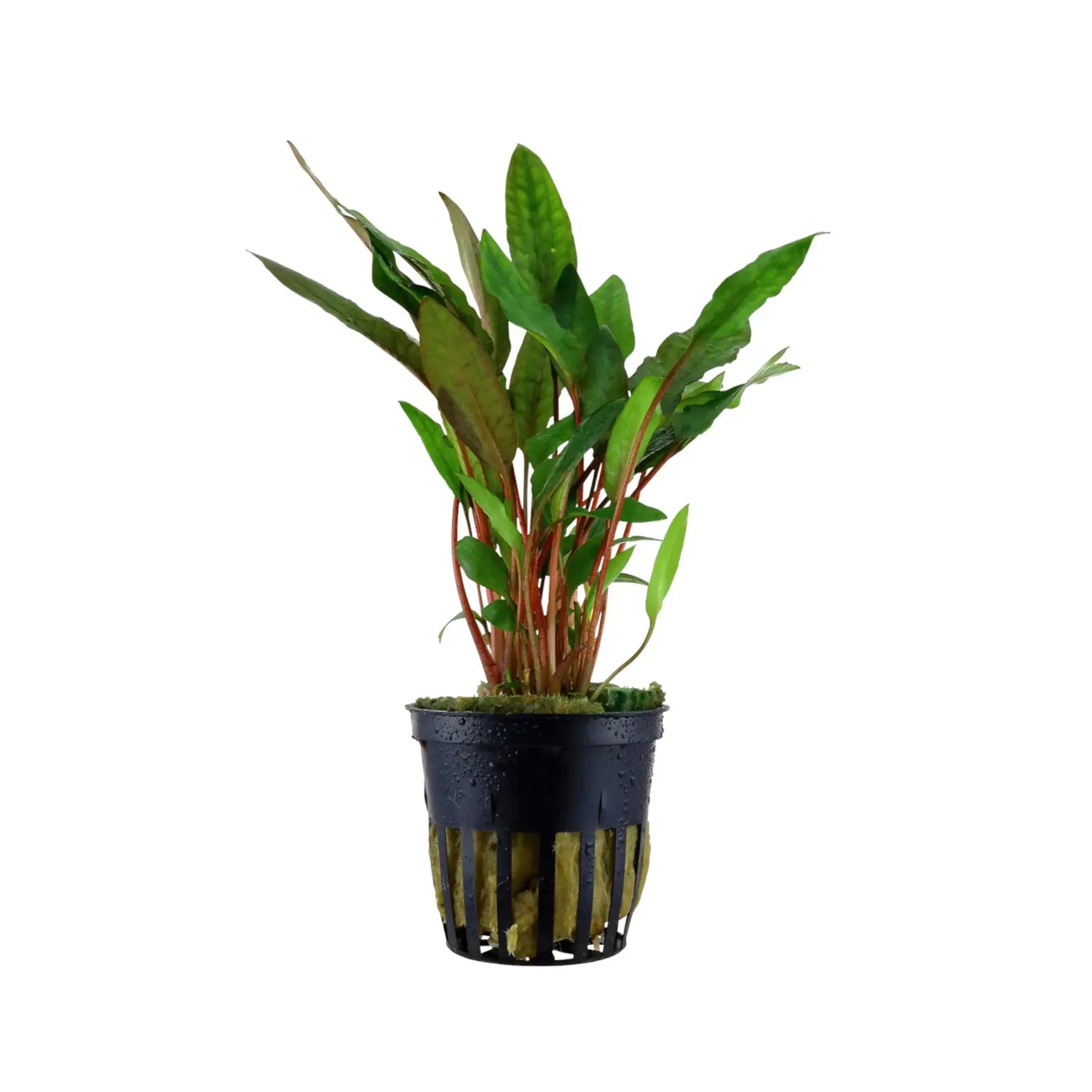 Cryptocoryne petchii Aquafleur