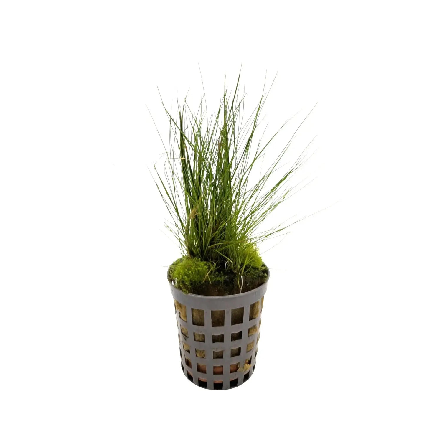 Eleocharis acicularis | dwarf hairgrass Aquafleur