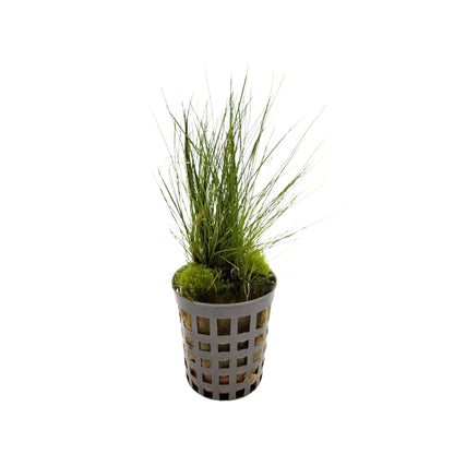 Eleocharis acicularis | dwarf hairgrass Aquafleur