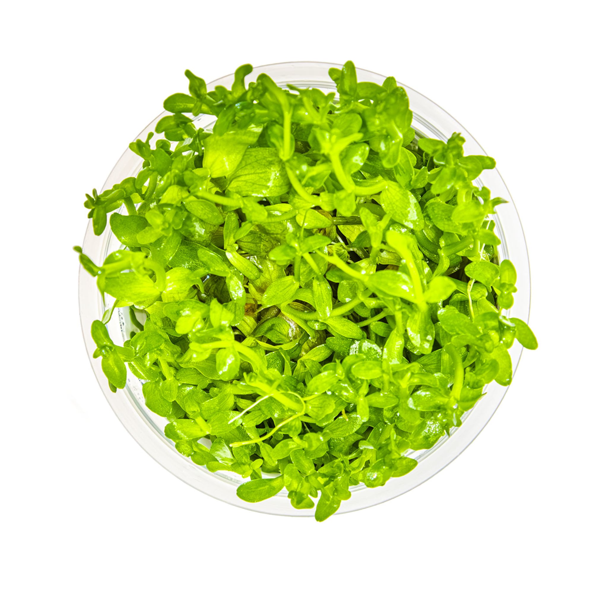 Tropica Bacopa carolina 1-2-GROW!