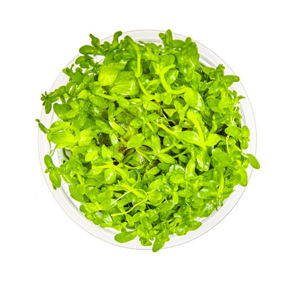 Tropica Bacopa carolina 1-2-GROW!