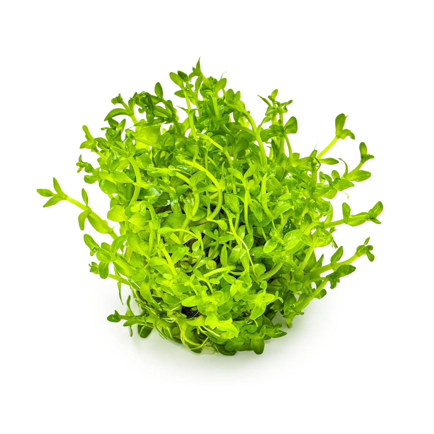 Tropica Bacopa carolina 1-2-GROW!