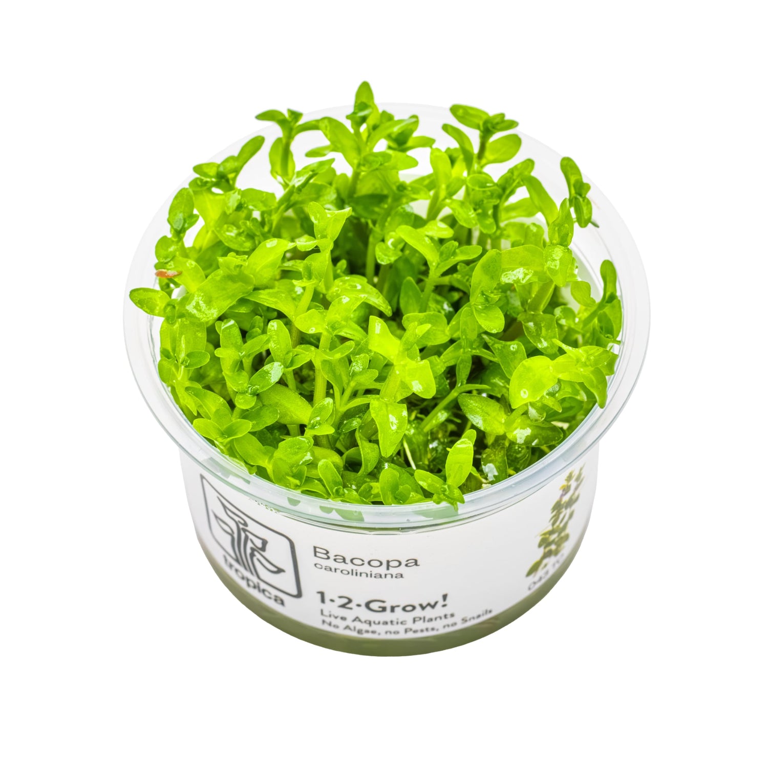 Tropica Bacopa carolina 1-2-GROW!