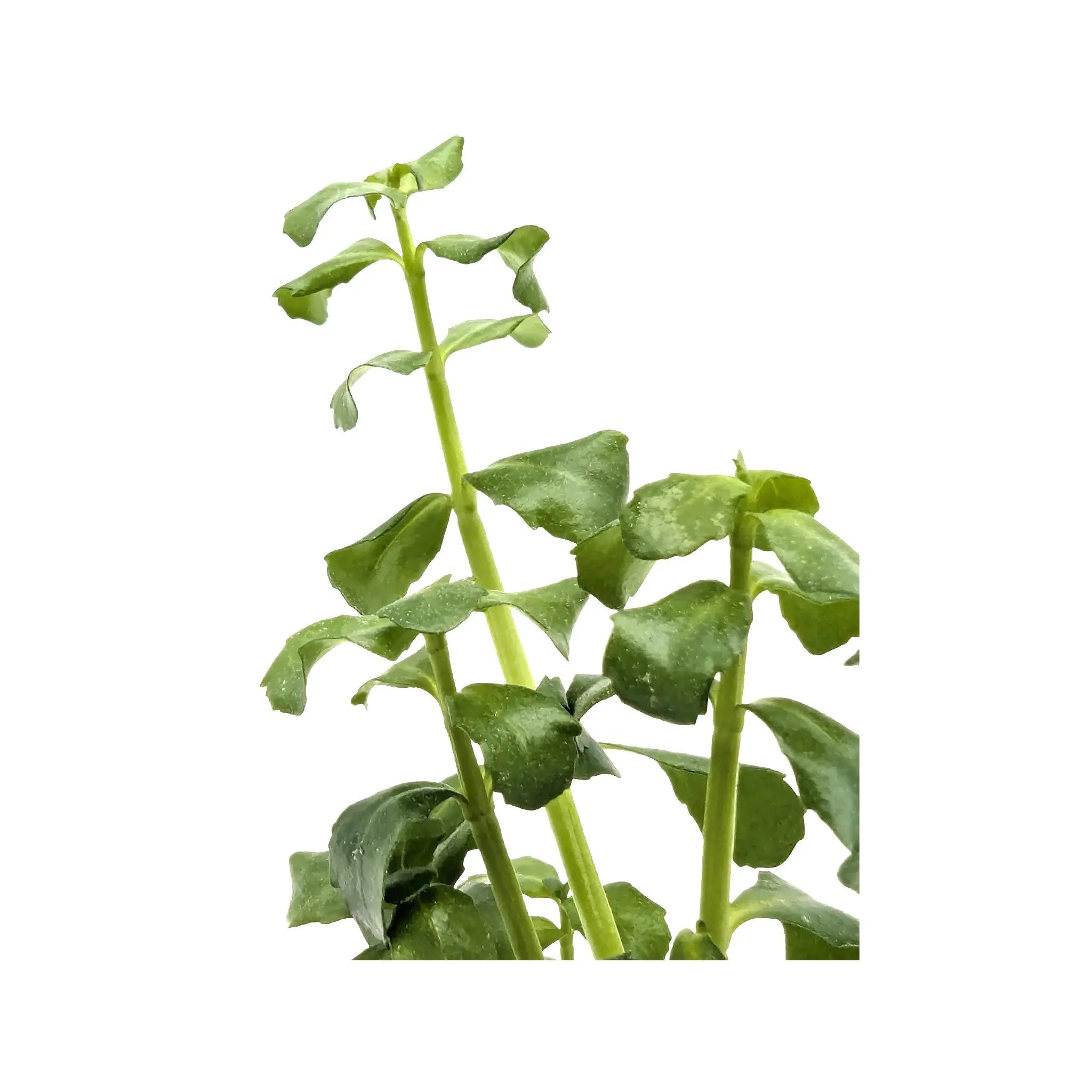 Bacopa monnieri (Moneywort) Aquafleur