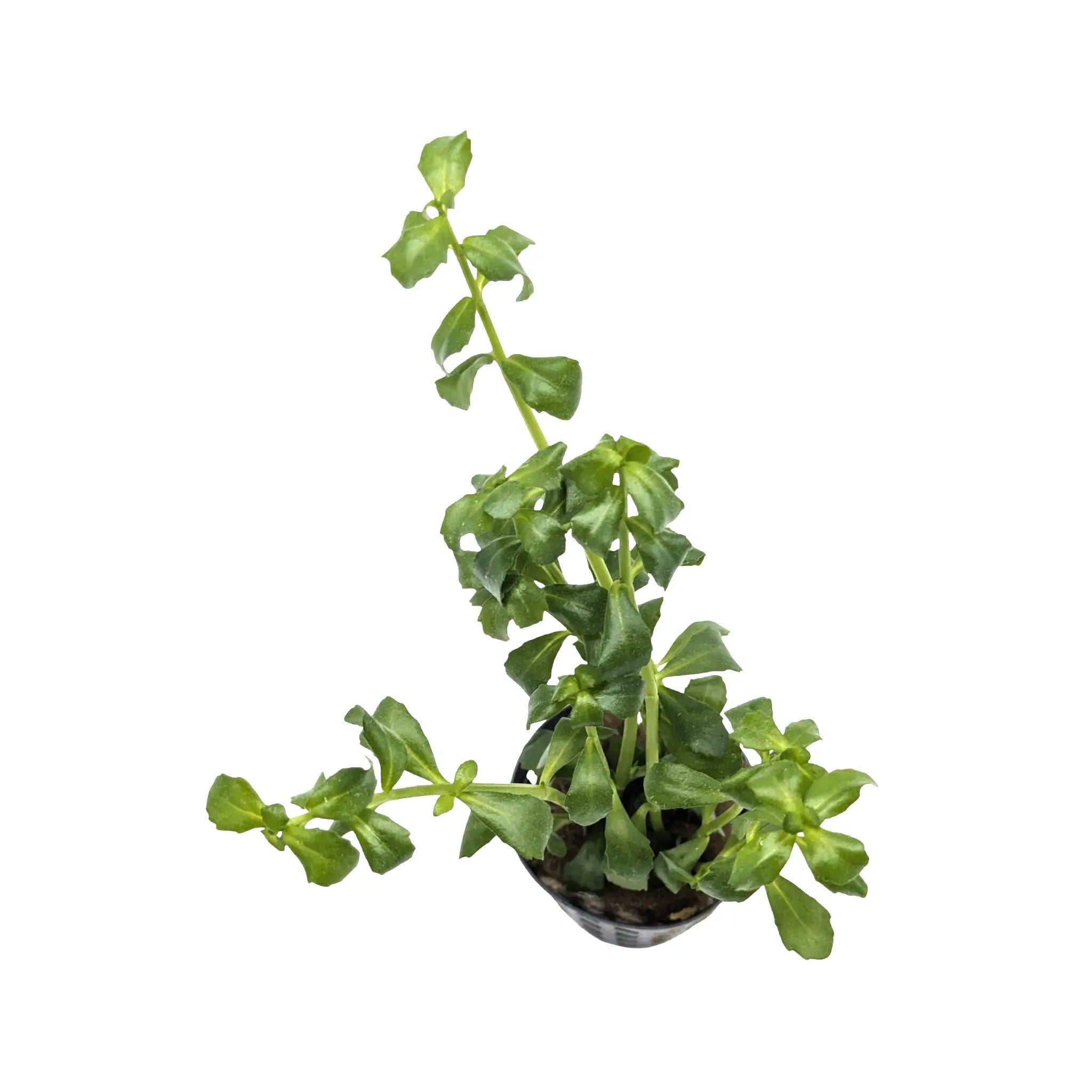 Bacopa monnieri (Moneywort) Aquafleur