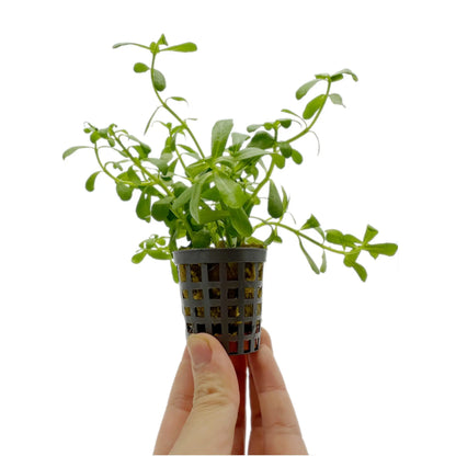 Bacopa monnieri compacta Aquafleur