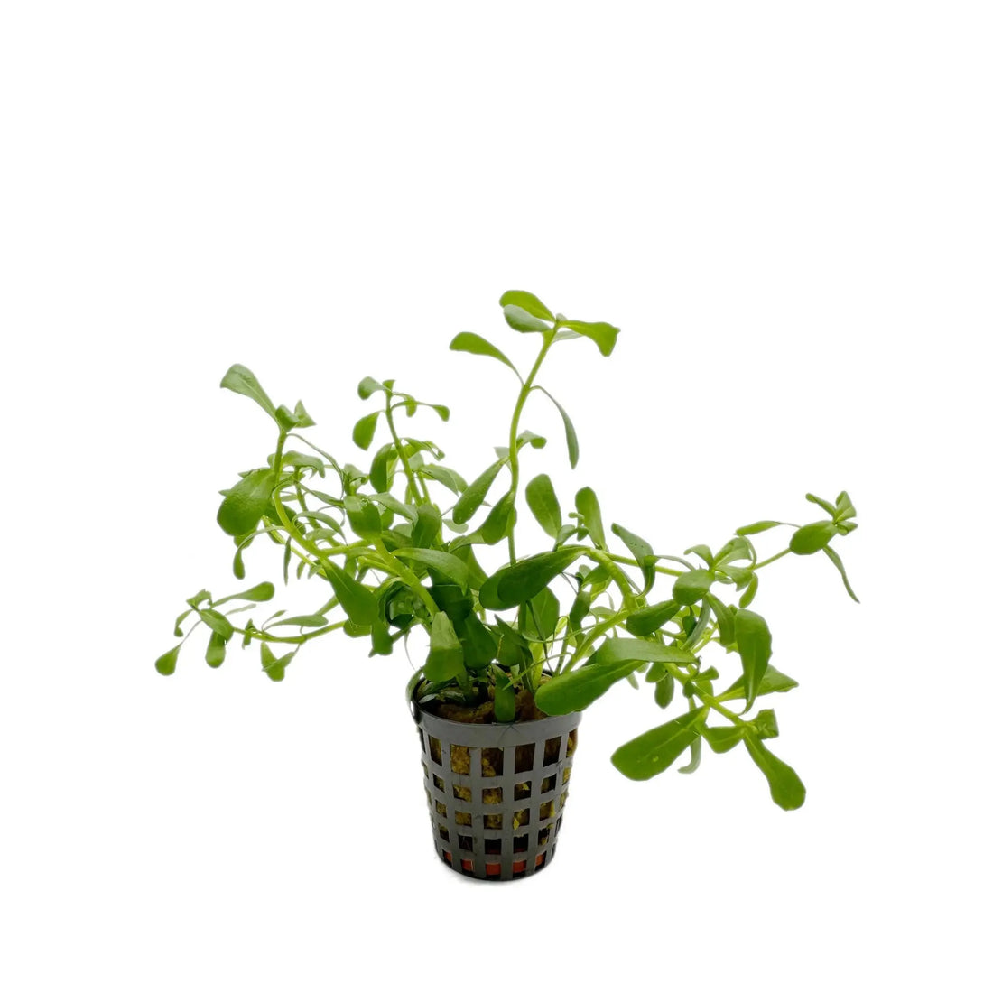 Bacopa monnieri compacta Aquafleur