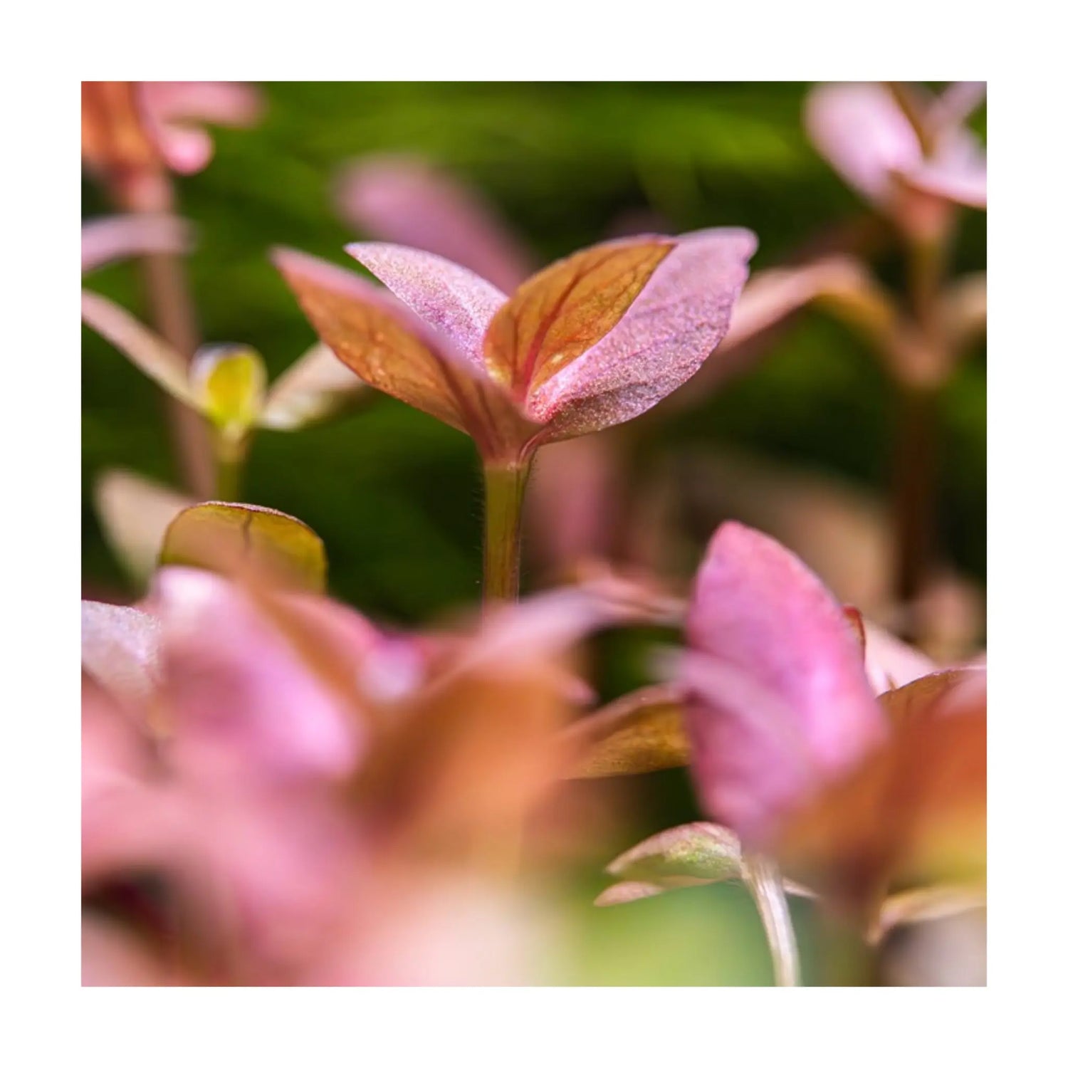 Bacopa salzmanni Purple Tropica