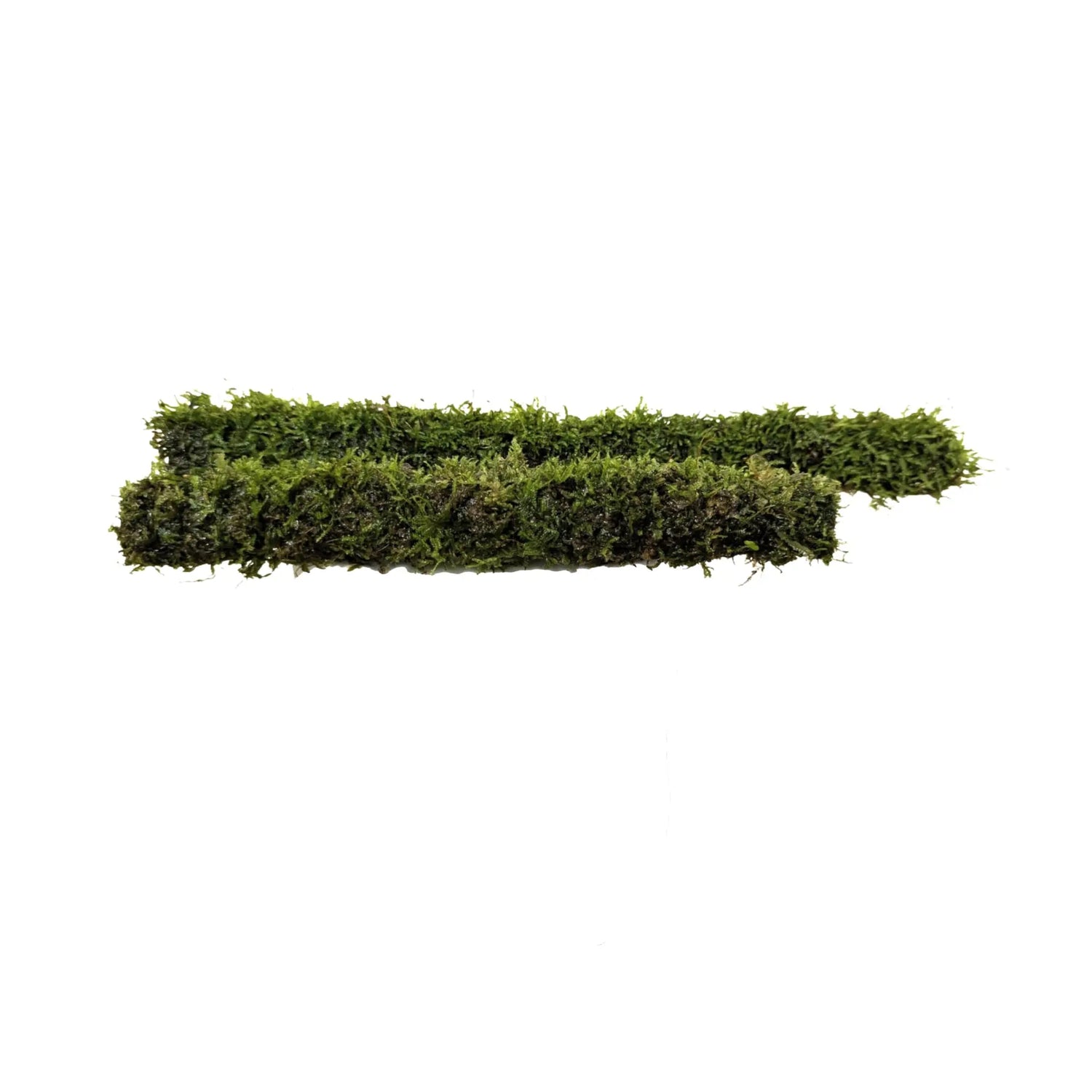Bamboo Stick with Java Moss Aqua Essentials