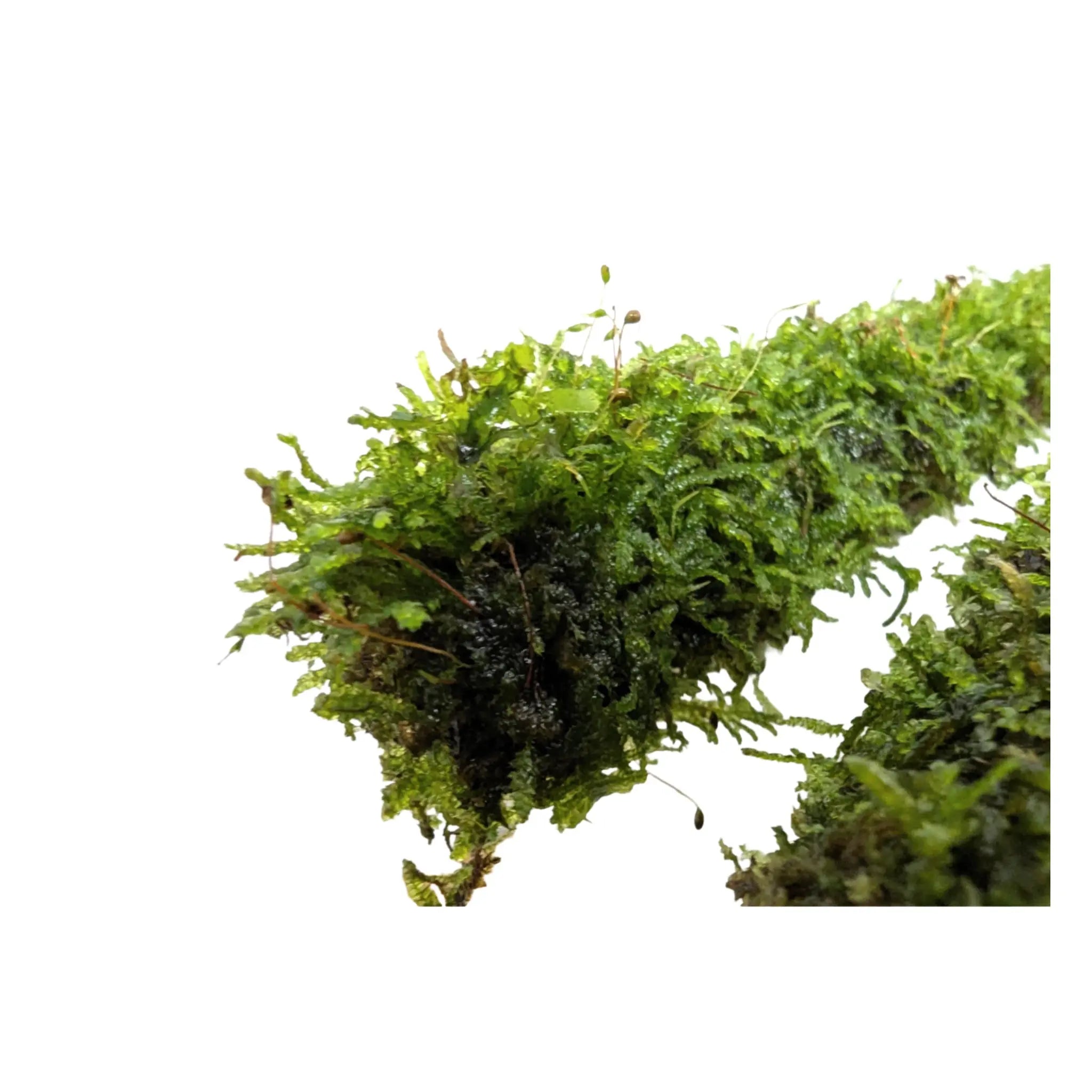 Bamboo Stick with Java Moss - Aqua Essentials