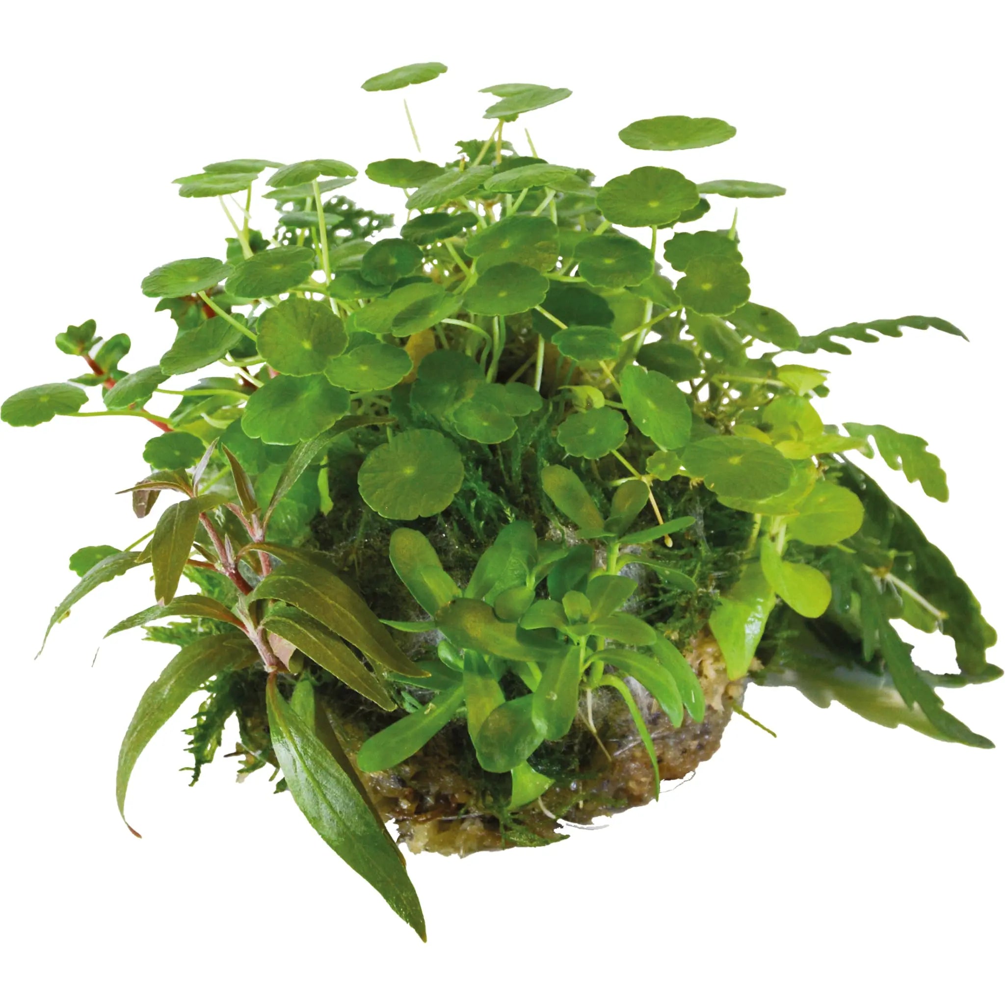 BioArt Plant Ball - Anubias for BioArt Terrarium (Copy) Aqua Essentials