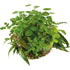 BioArt Plant Ball - Anubias for BioArt Terrarium (Copy) Aqua Essentials