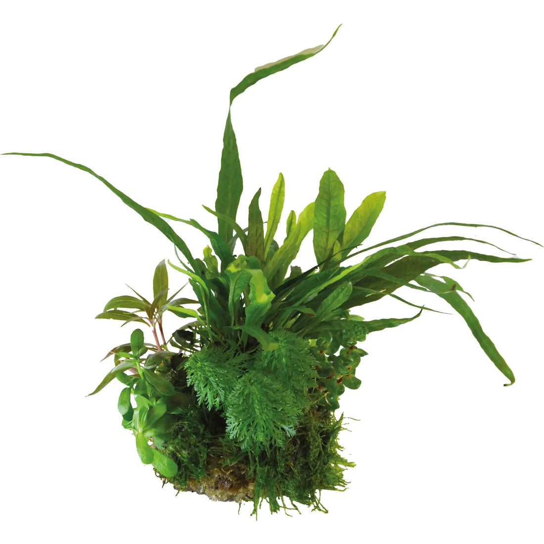 BioArt Plant Ball - Anubias for BioArt Terrarium (Copy) Aqua Essentials