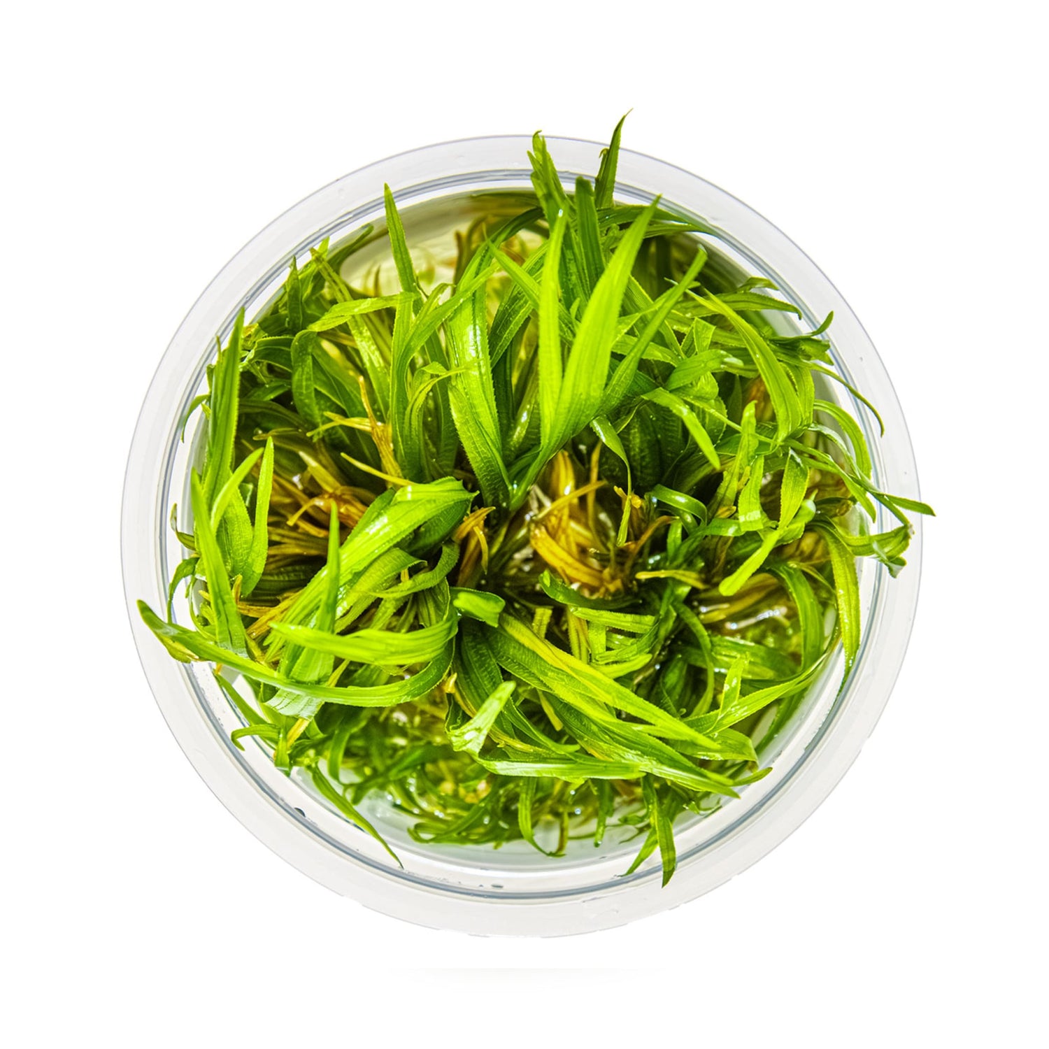 Tropica Blyxa japonica 1-2-GROW!