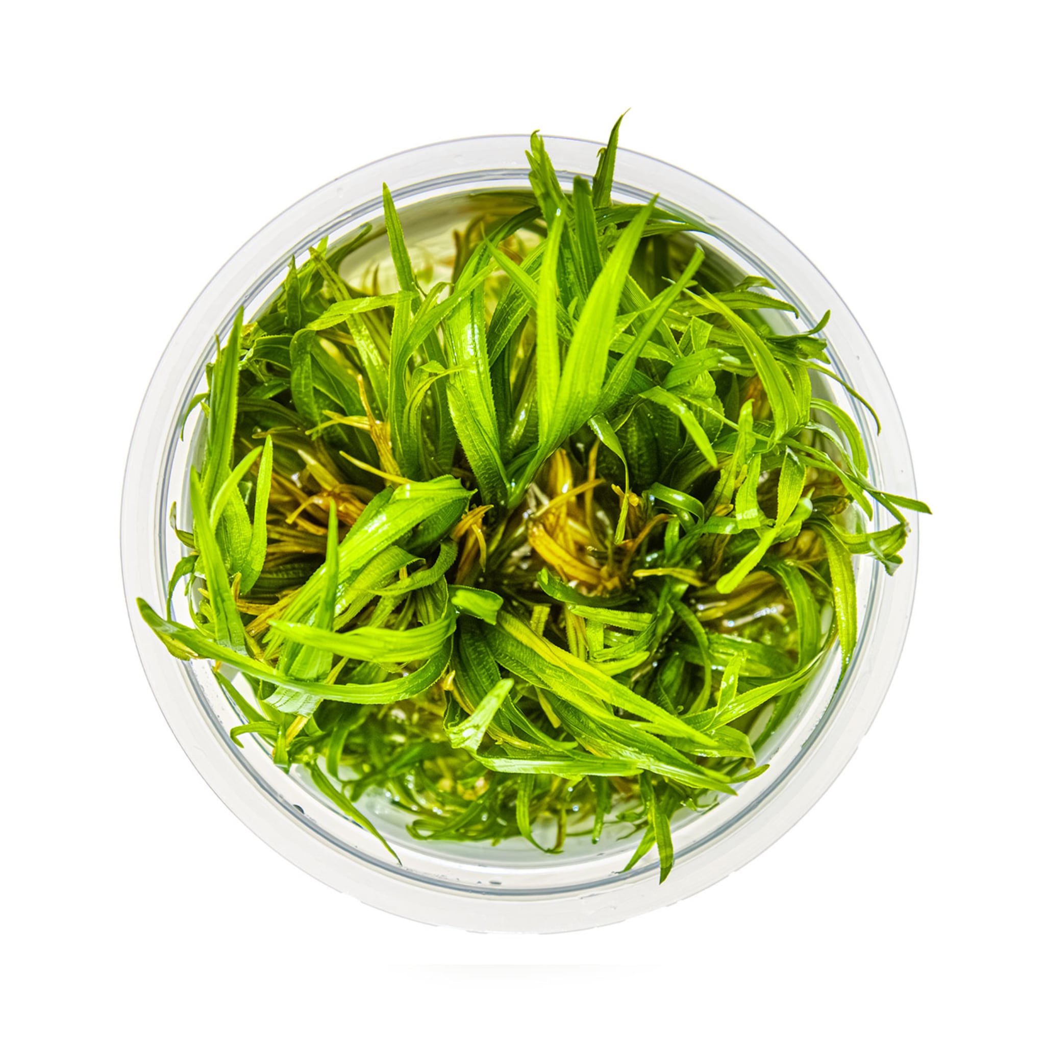 Tropica Blyxa japonica 1-2-GROW!