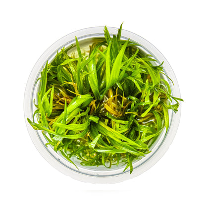 Tropica Blyxa japonica 1-2-GROW!