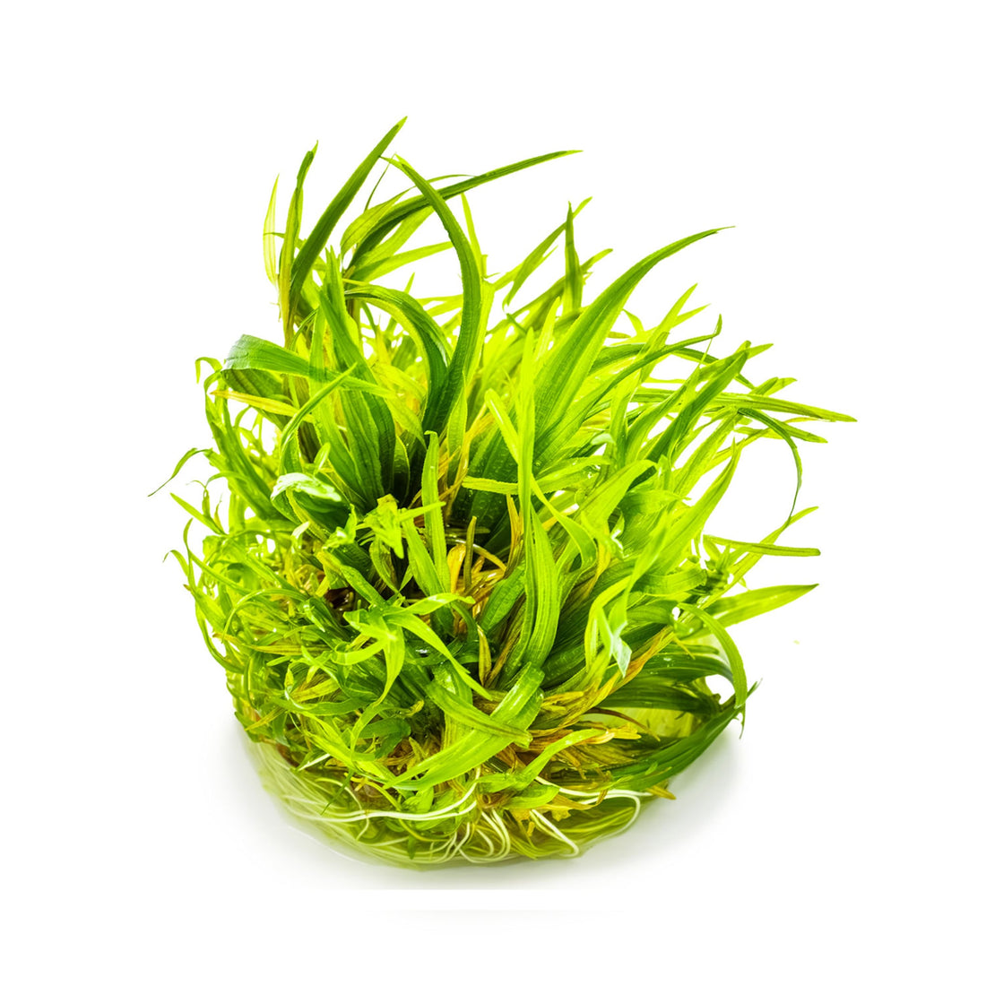 Tropica Blyxa japonica 1-2-GROW!