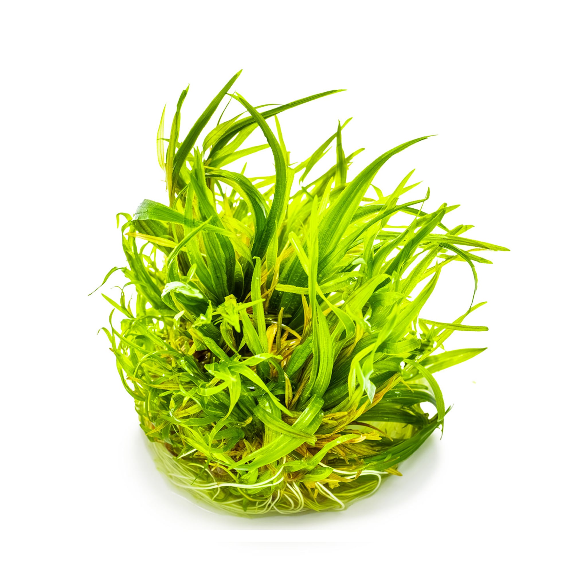 Tropica Blyxa japonica 1-2-GROW!