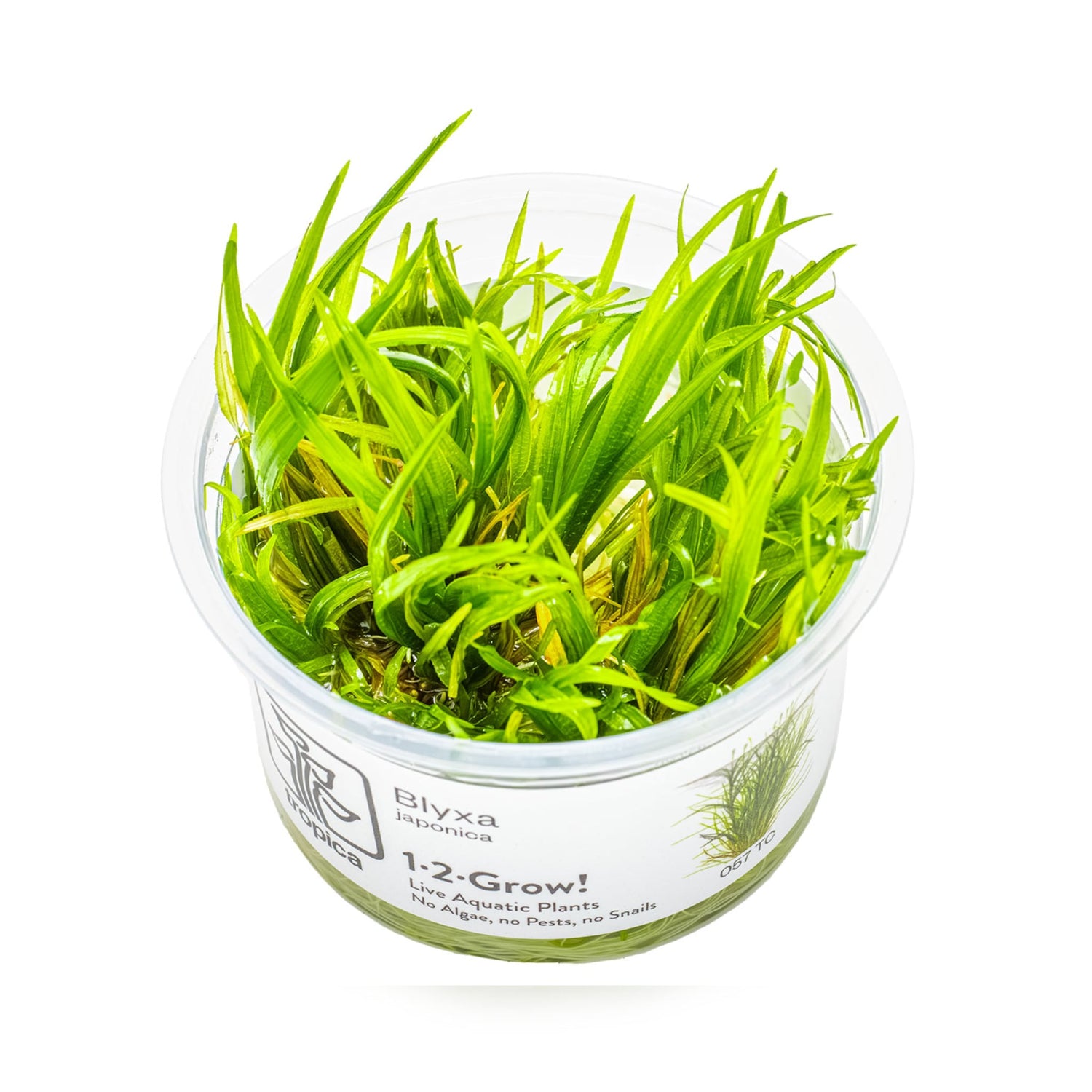 Tropica Blyxa japonica 1-2-GROW!