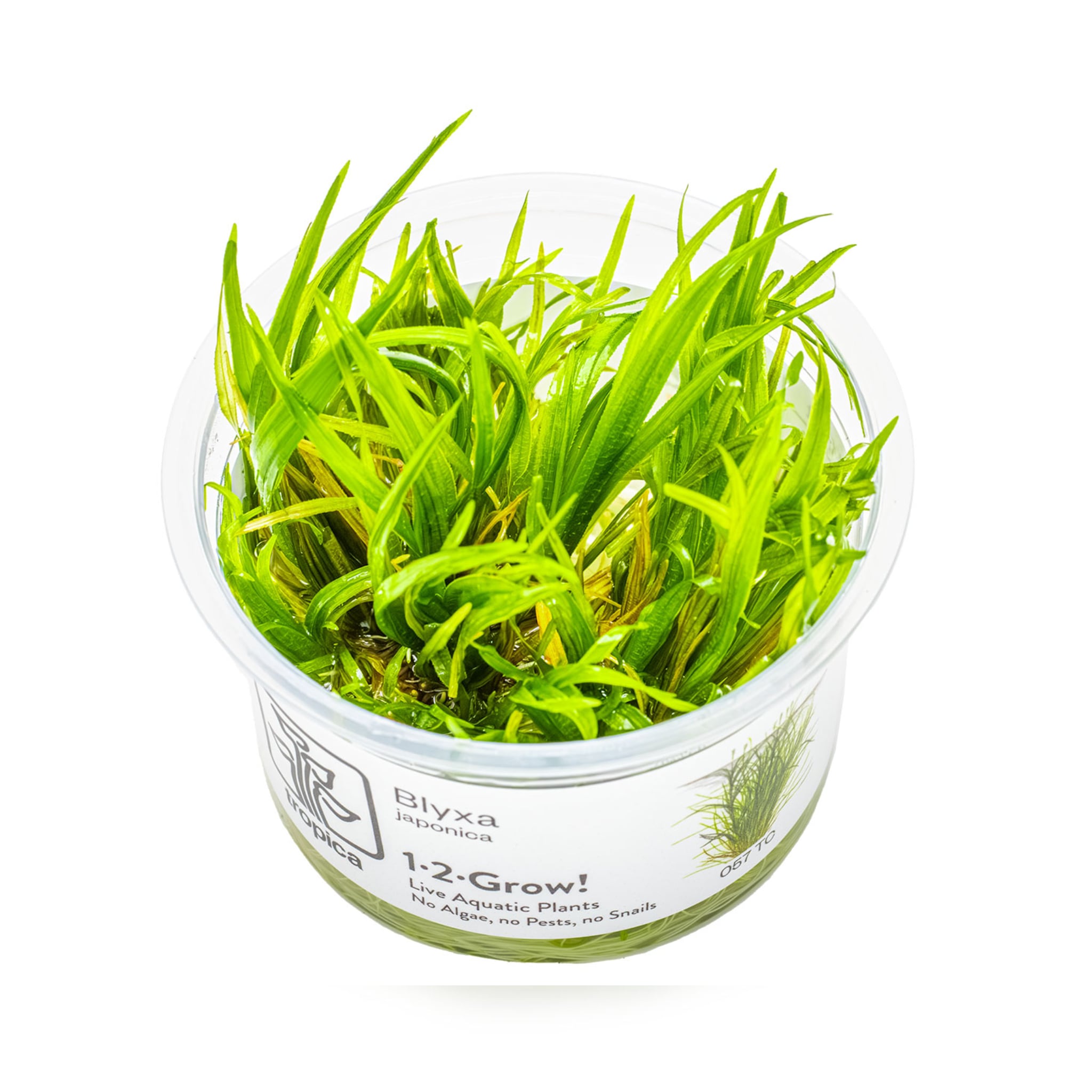 Tropica Blyxa japonica 1-2-GROW!