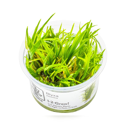 Tropica Blyxa japonica 1-2-GROW!