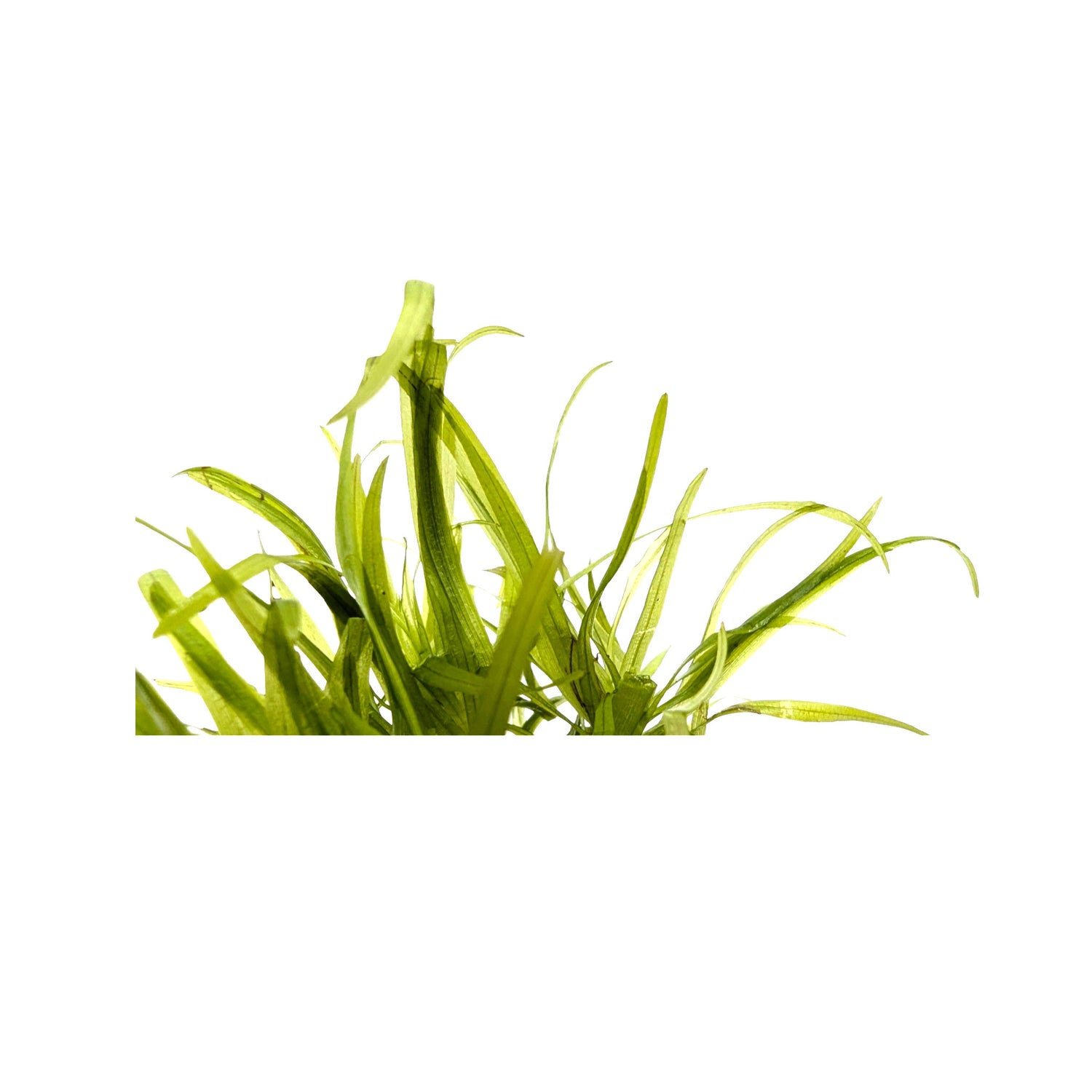 Blyxa japonica - Grass-Like Foreground Aquarium Plant