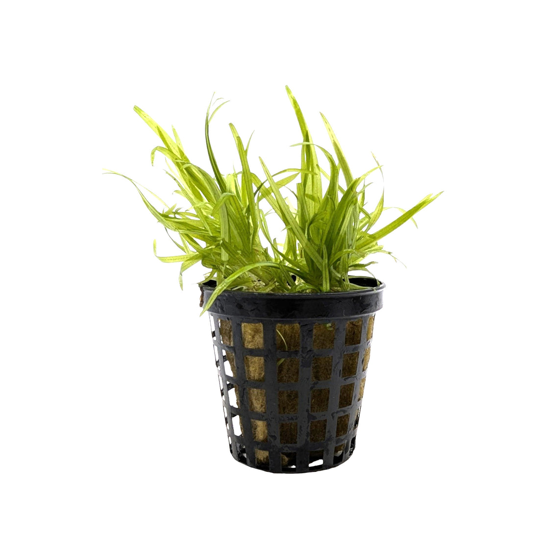 Blyxa japonica - Grass-Like Foreground Aquarium Plant