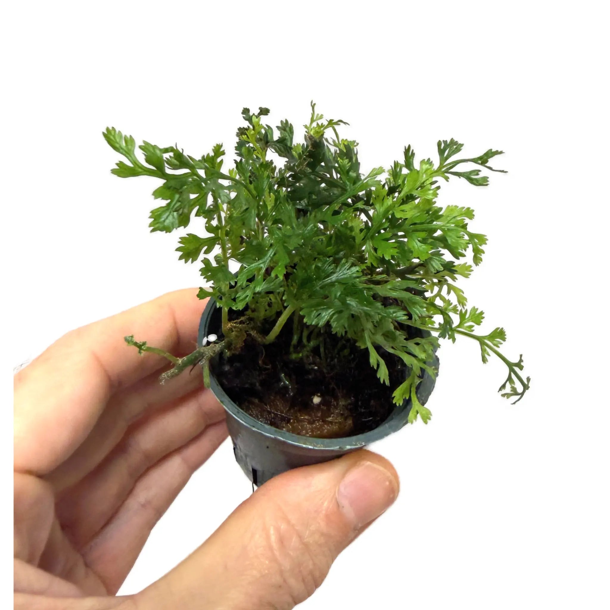 Bolbitis heteroclita Difformis - Rare Miniature Aquarium Fern Aqua Essentials