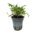 Bolbitis heteroclita Difformis - Rare Miniature Aquarium Fern Aqua Essentials
