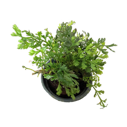 Bolbitis heteroclita Difformis - Rare Miniature Aquarium Fern Aqua Essentials