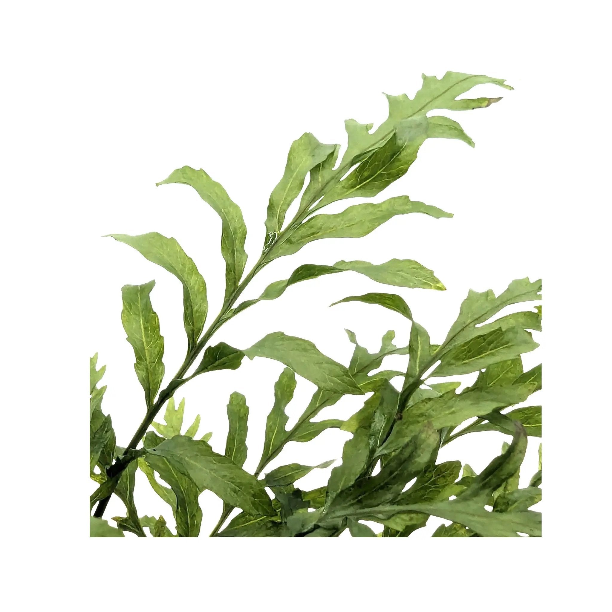 Bolbitis heudelotii (Congo fern) Aquafleur