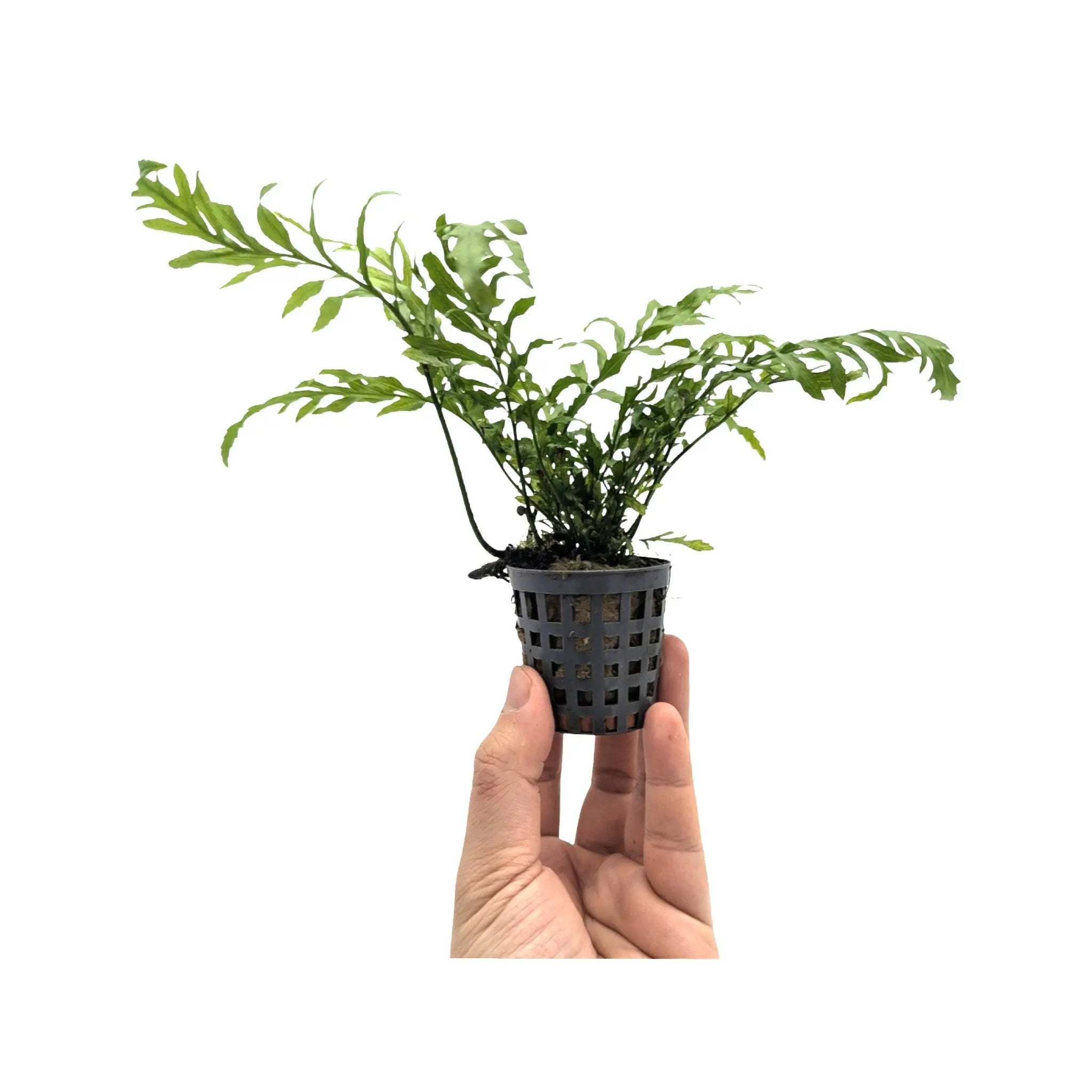 Bolbitis heudelotii (Congo fern) Aquafleur