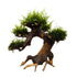 Bonsai Tree with Moss - Mini Size Aqua Essentials