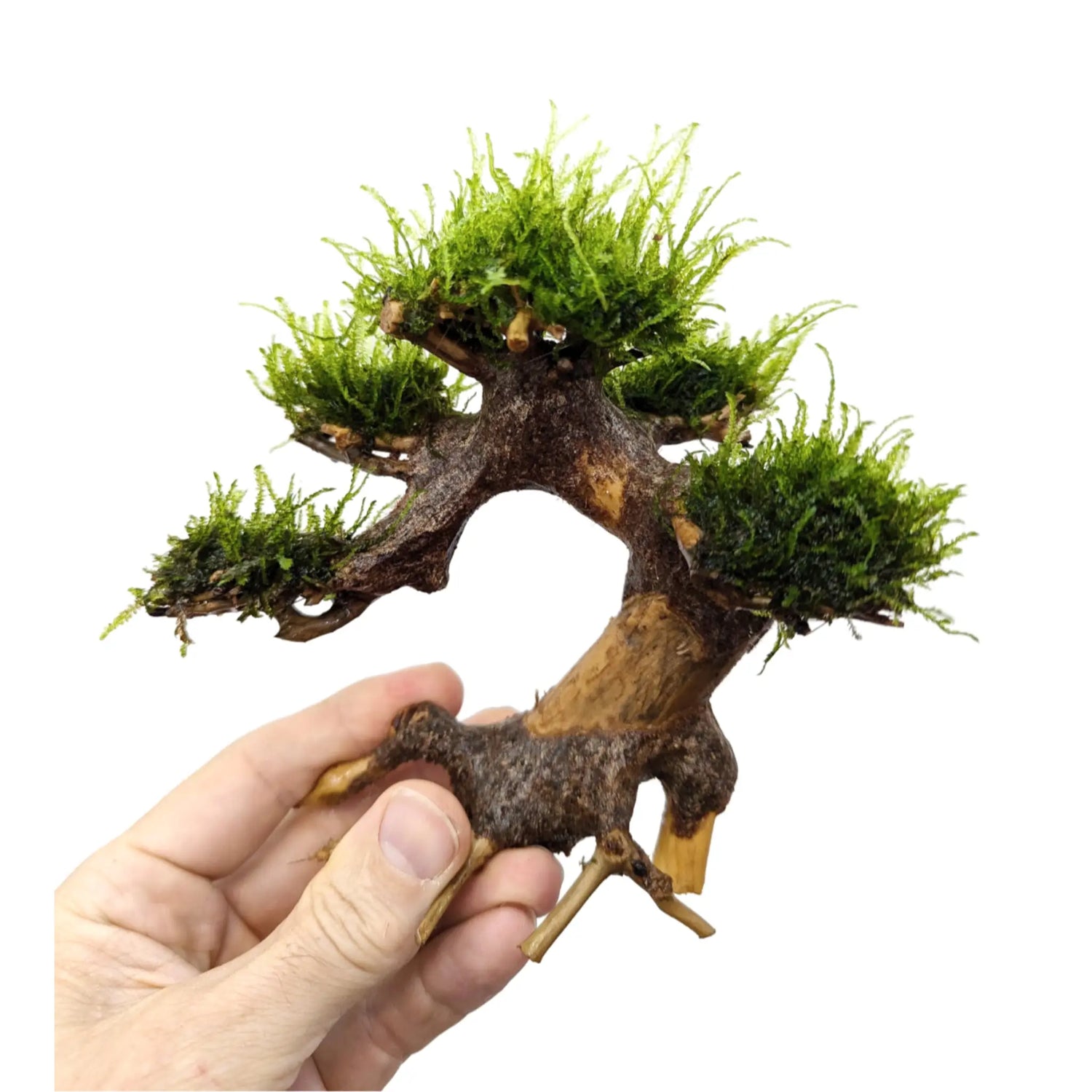 Bonsai Tree with Moss - Mini Size Aqua Essentials