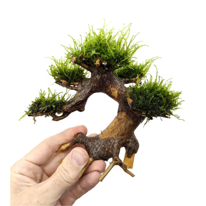 Bonsai Tree with Moss - Mini Size Aqua Essentials