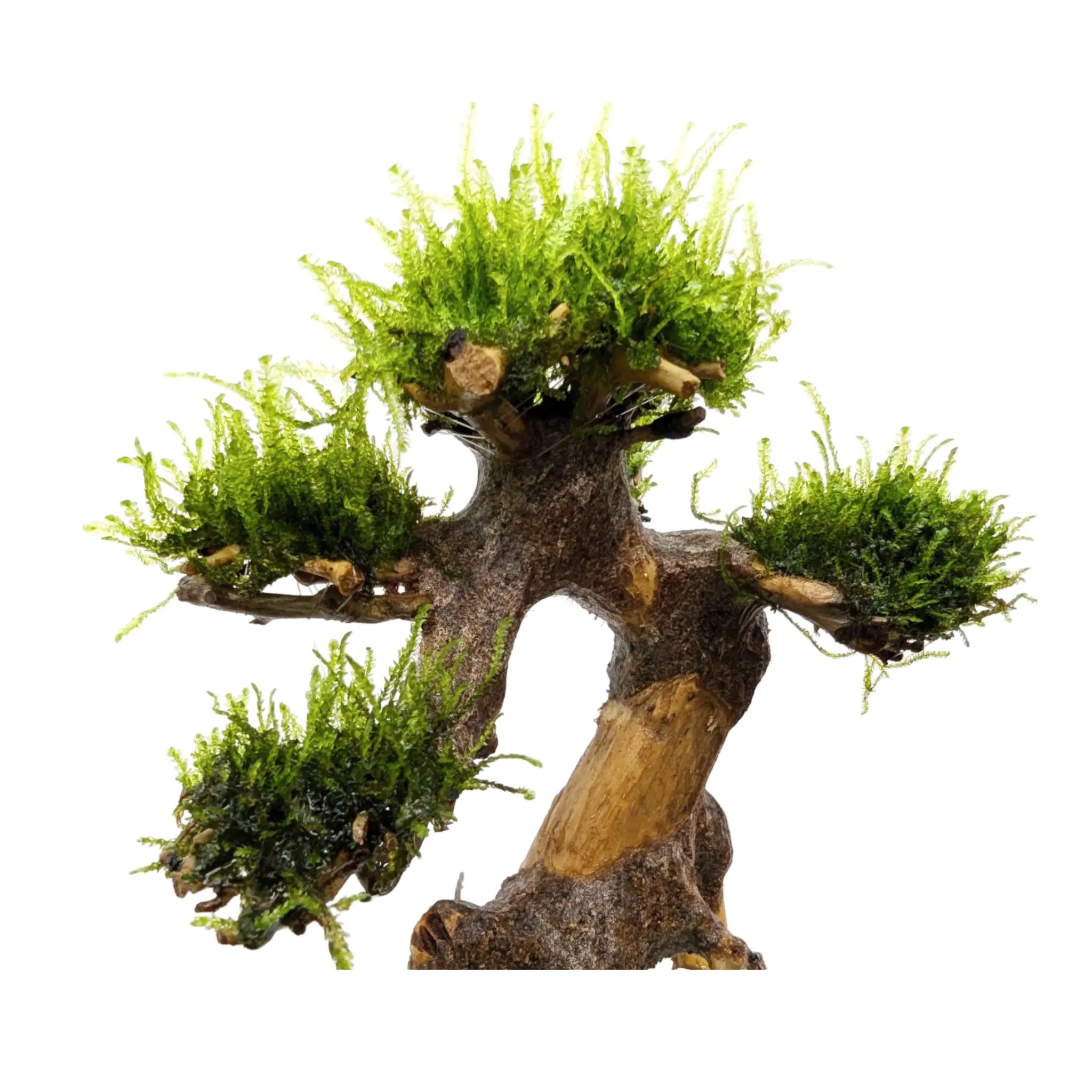 Bonsai Tree with Moss - Mini Size Aqua Essentials