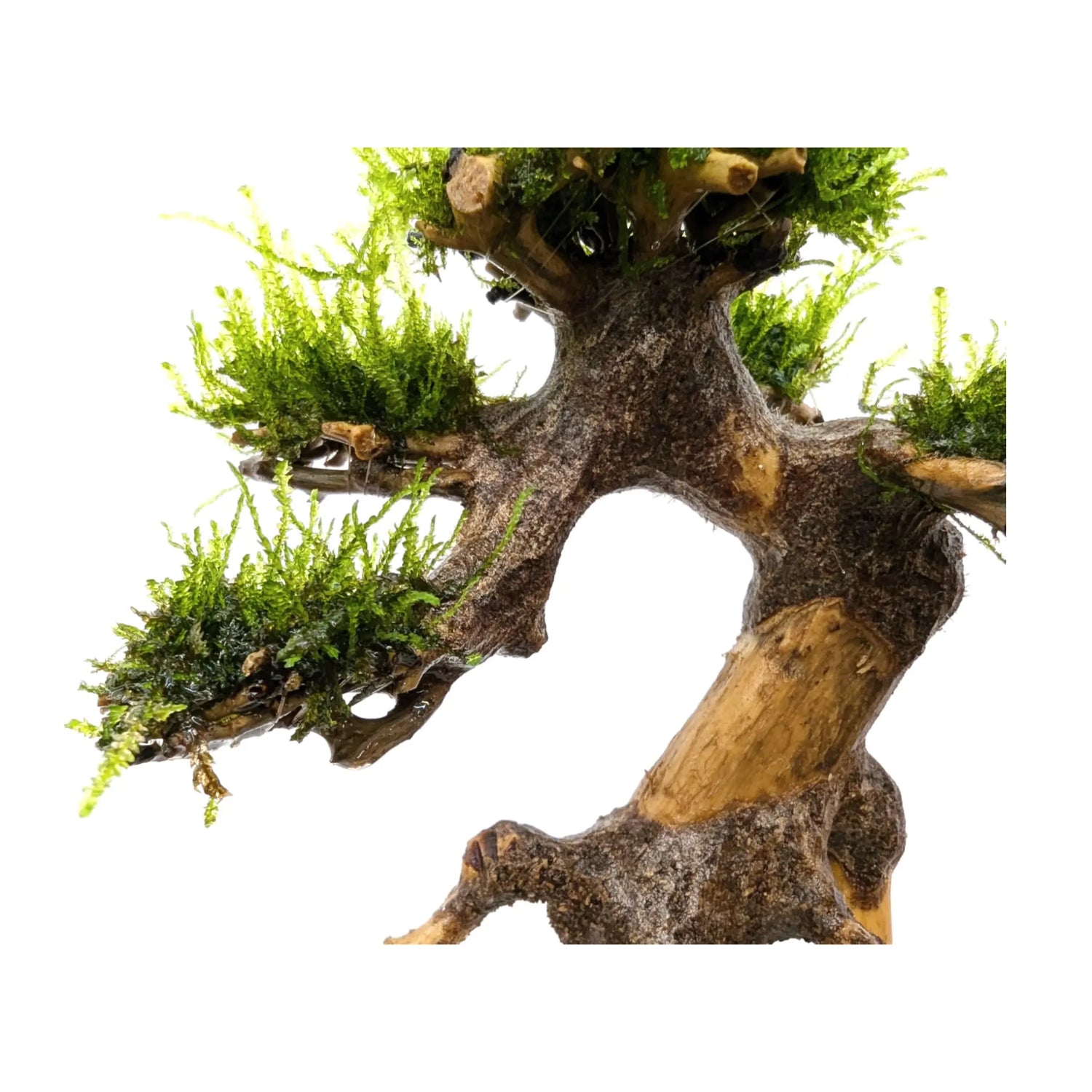 Bonsai Tree with Moss - Mini Size Aqua Essentials