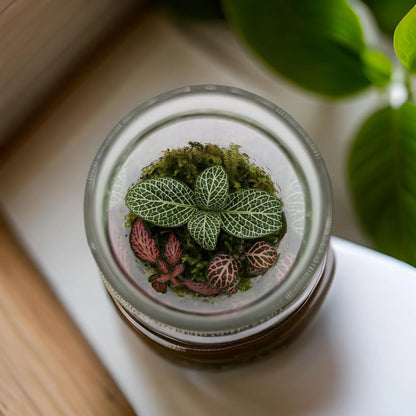 Bottled Terrarium Aqua Essentials