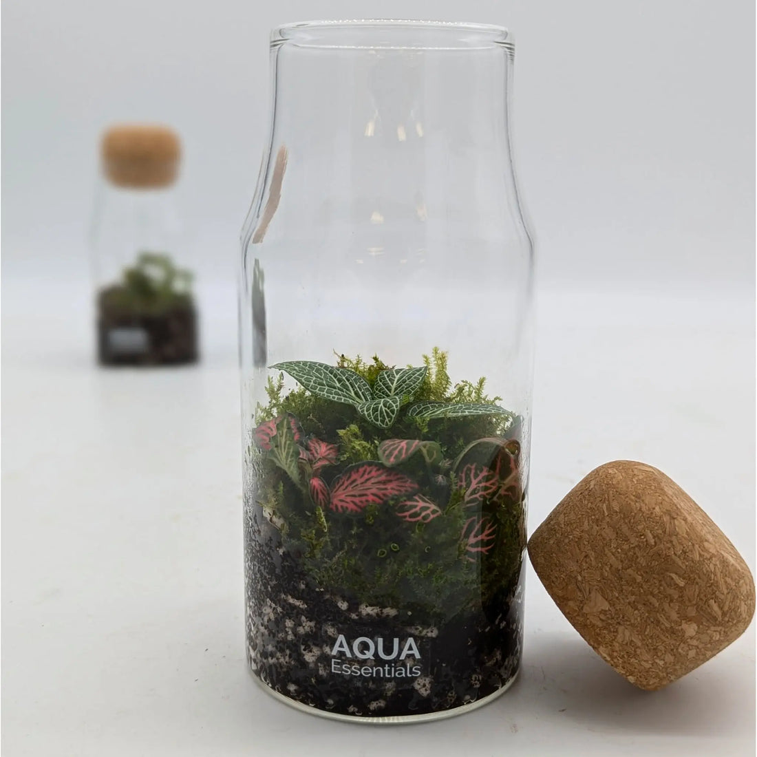 Bottled Terrarium Aqua Essentials