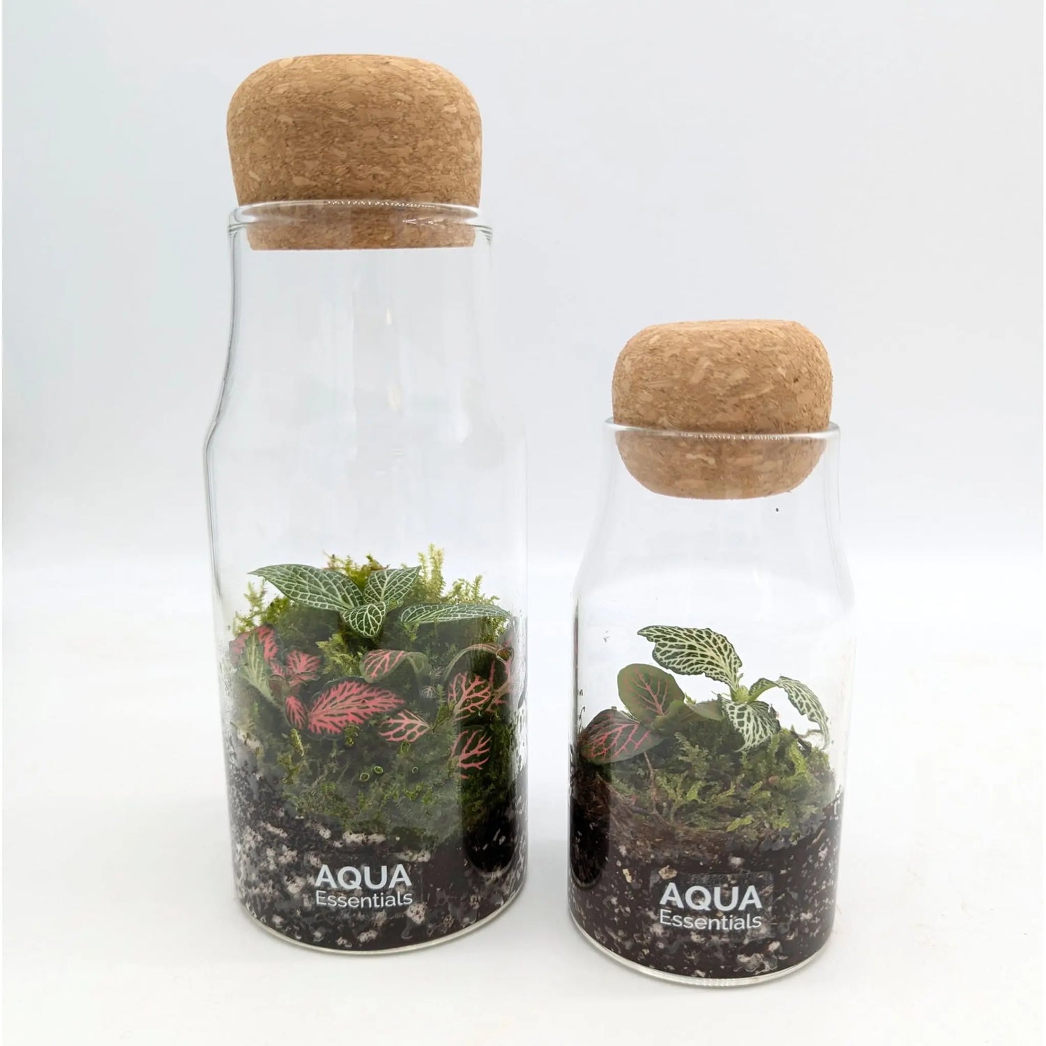 Bottled Terrarium Aqua Essentials