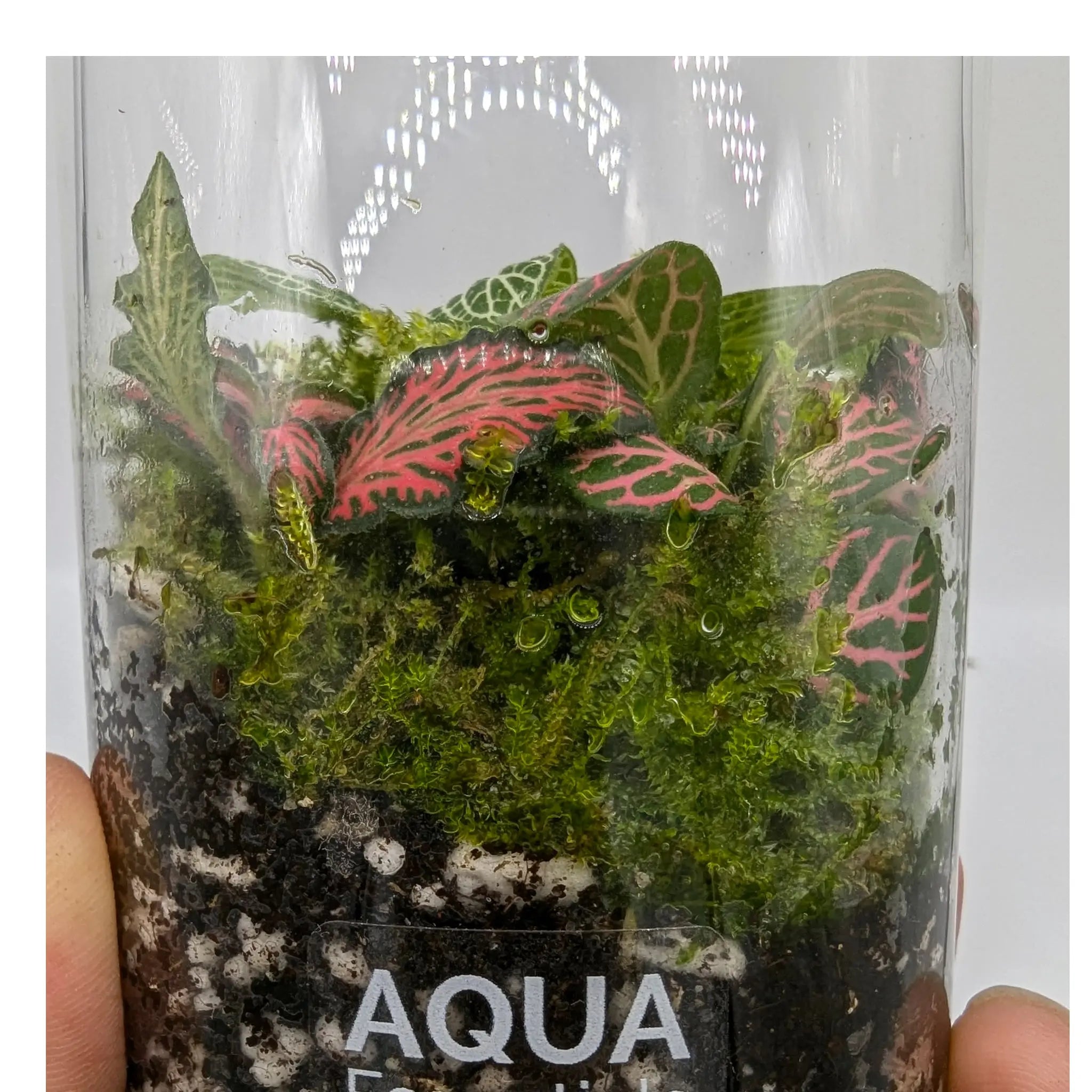 Bottled Terrarium Aqua Essentials