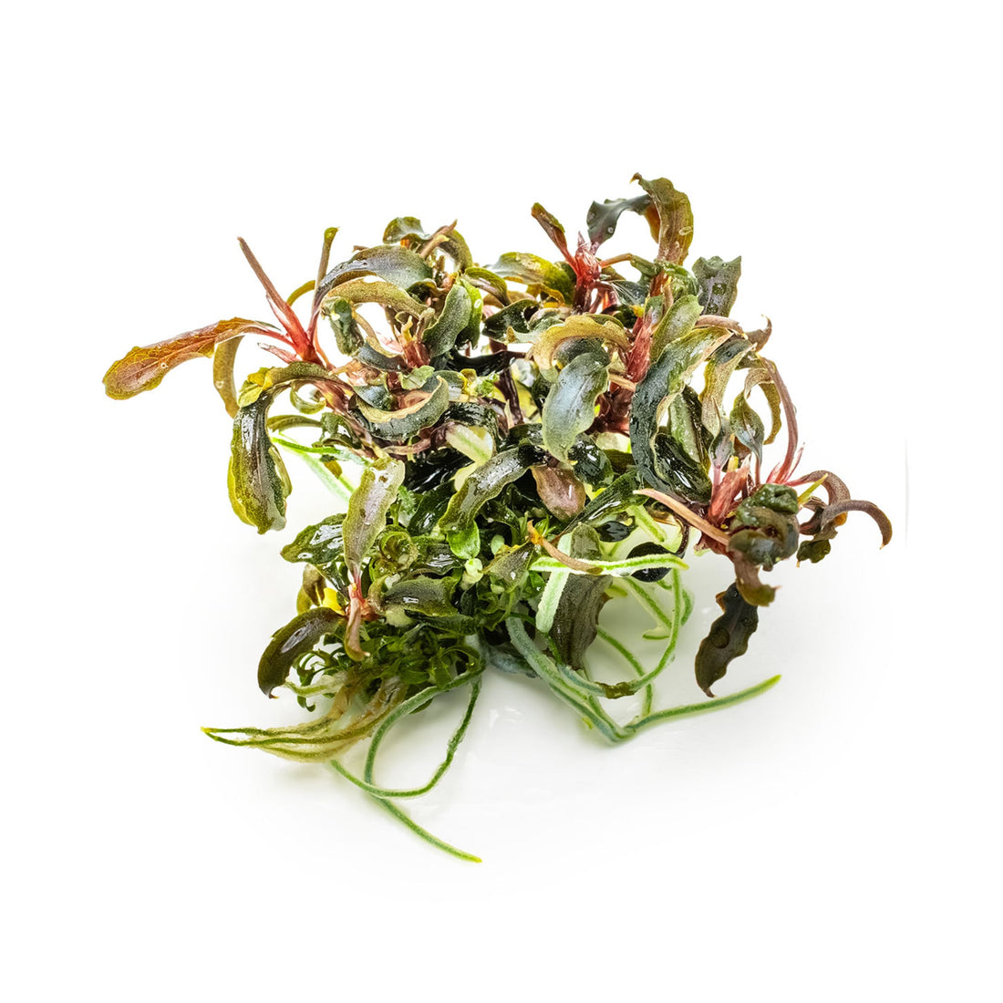 Tropica Bucephalandra Kedagang 1-2-GROW