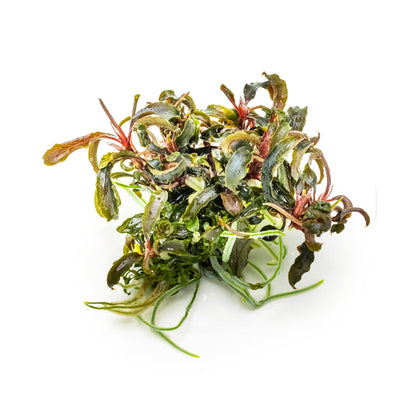 Tropica Bucephalandra Kedagang 1-2-GROW