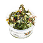 Tropica Bucephalandra Kedagang 1-2-GROW
