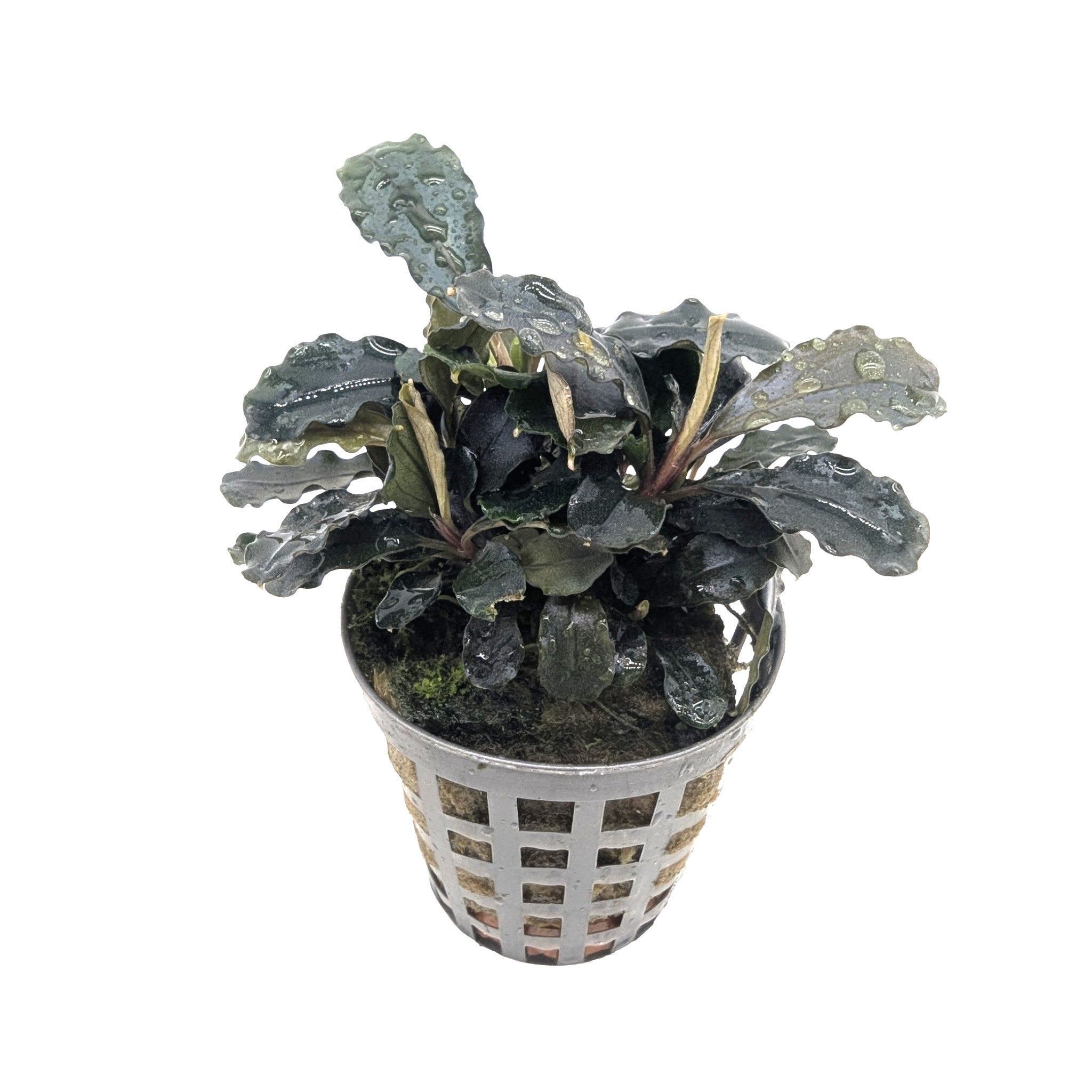 Bucephalandra lamandau - Exotic Borneo Aquarium Plant - Aqua