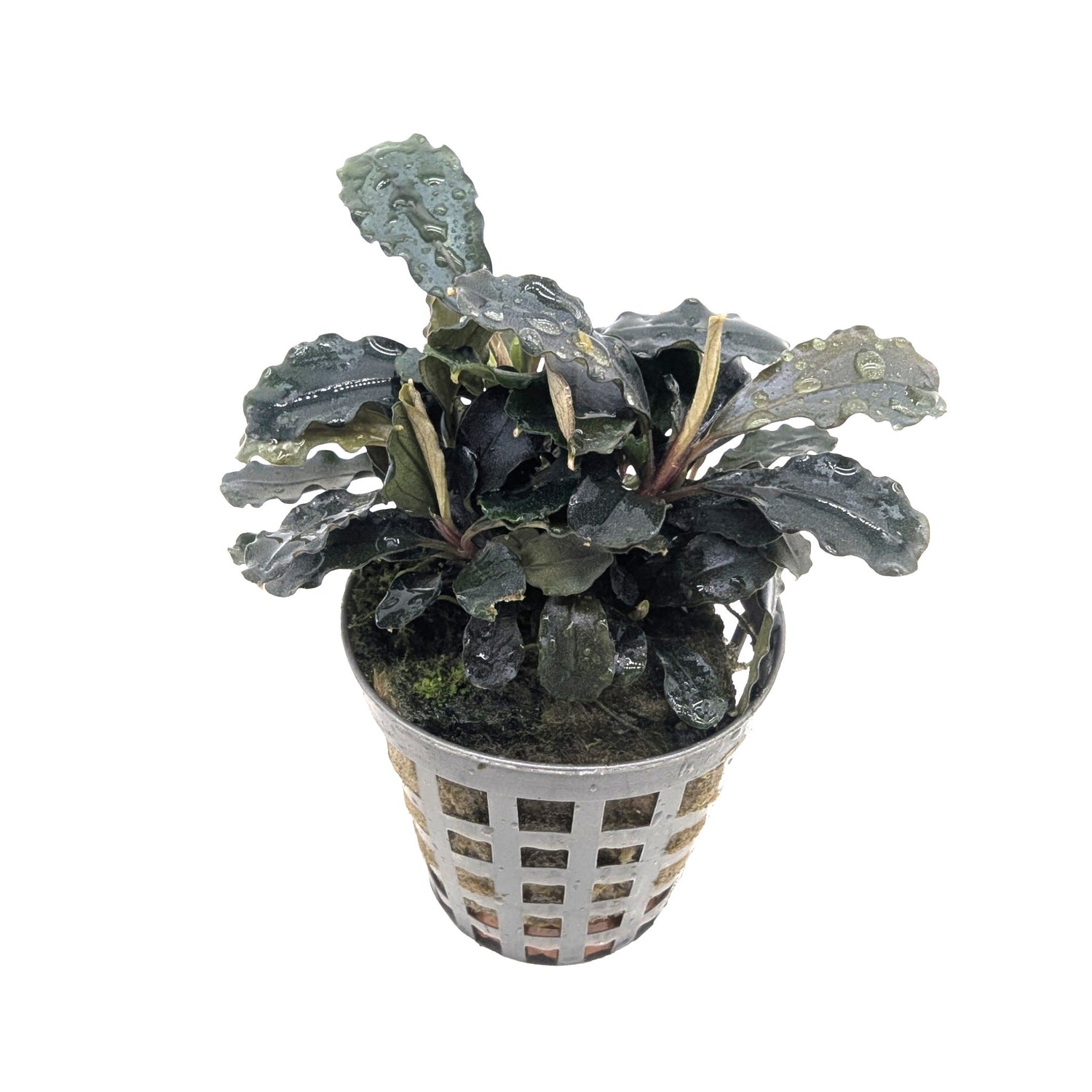 Bucephalandra lamandau